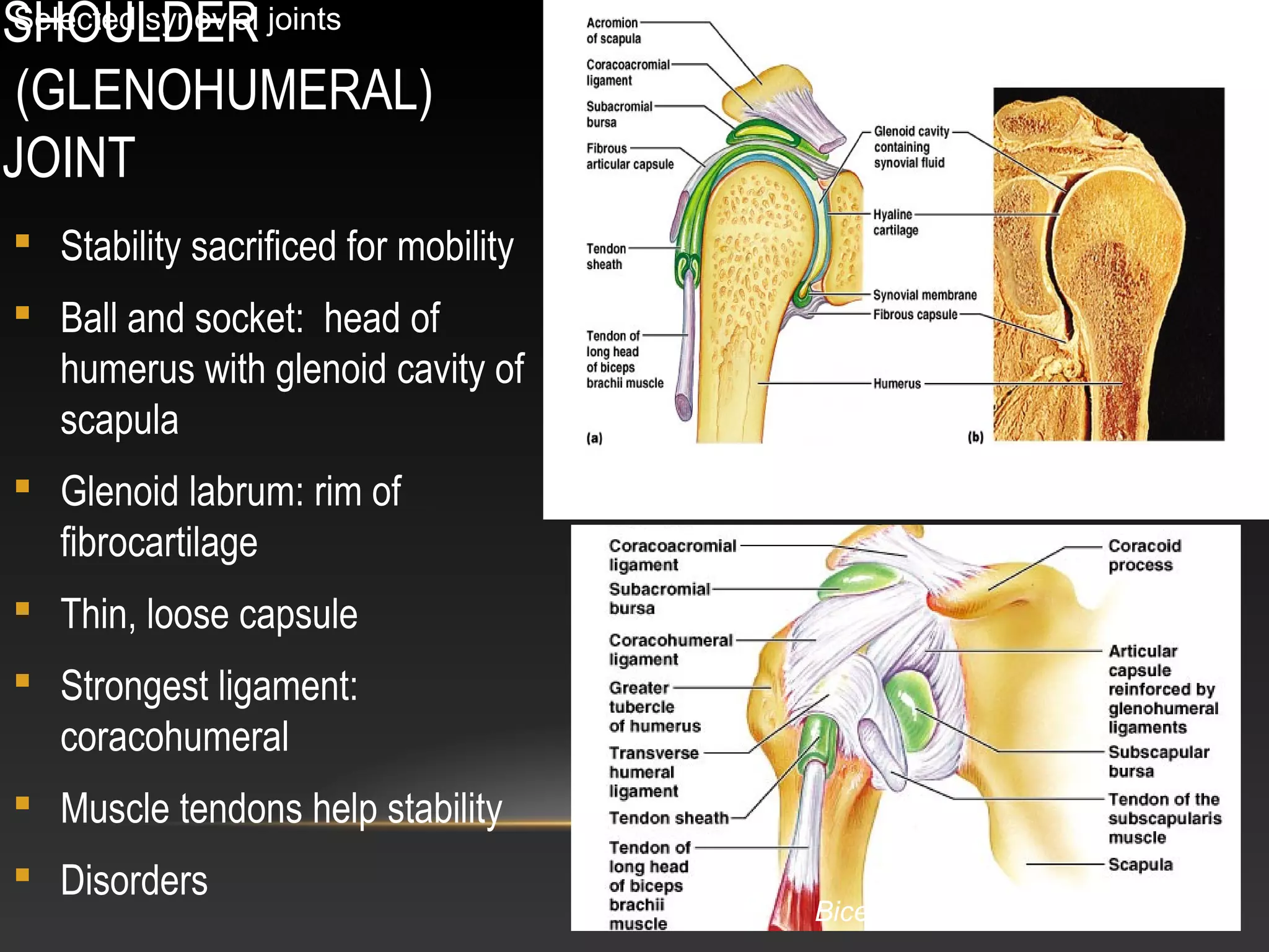 SHOULDER
(GLENOHUMERAL)
JOINT
 Stability sacrificed for mobility
 Ball and socket: head of
humerus with glenoid cavity of
scapula
 Glenoid labrum: rim of
fibrocartilage
 Thin, loose capsule
 Strongest ligament:
coracohumeral
 Muscle tendons help stability
 Disorders
Selected synovial joints
Rotator cuff muscles add to stability
Biceps tendon is intra-articular
 