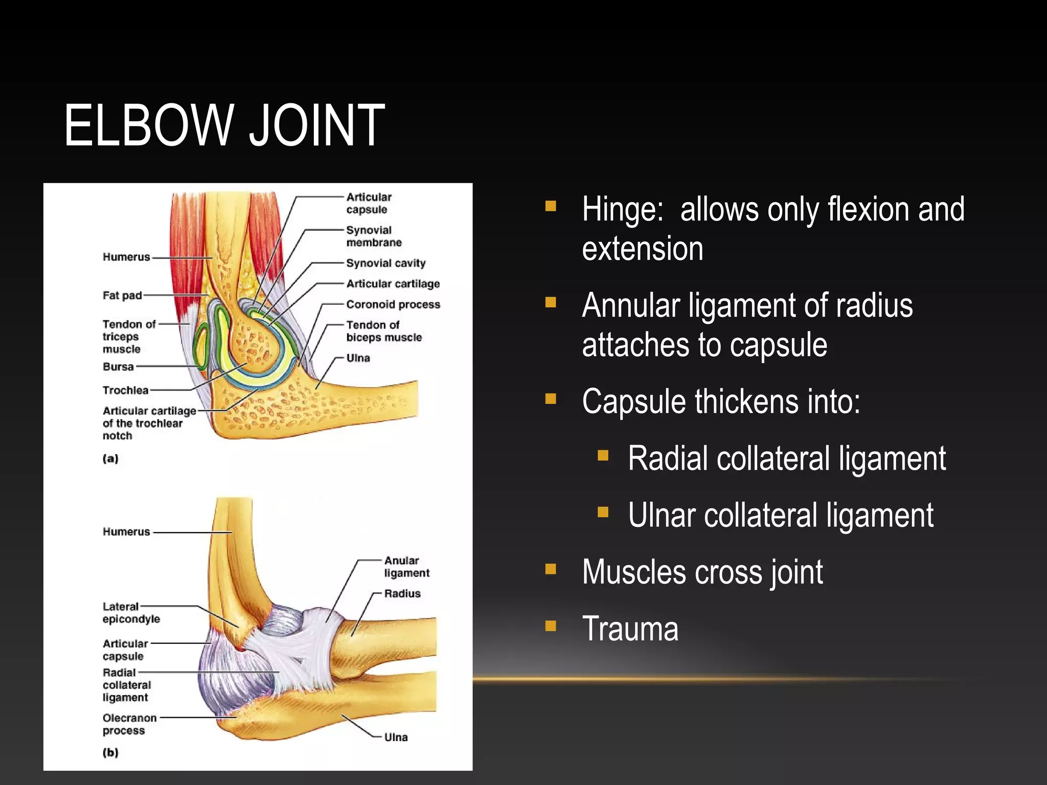 ELBOW JOINT
 Hinge: allows only flexion and
extension
 Annular ligament of radius
attaches to capsule
 Capsule thickens into:
 Radial collateral ligament
 Ulnar collateral ligament
 Muscles cross joint
 Trauma
 