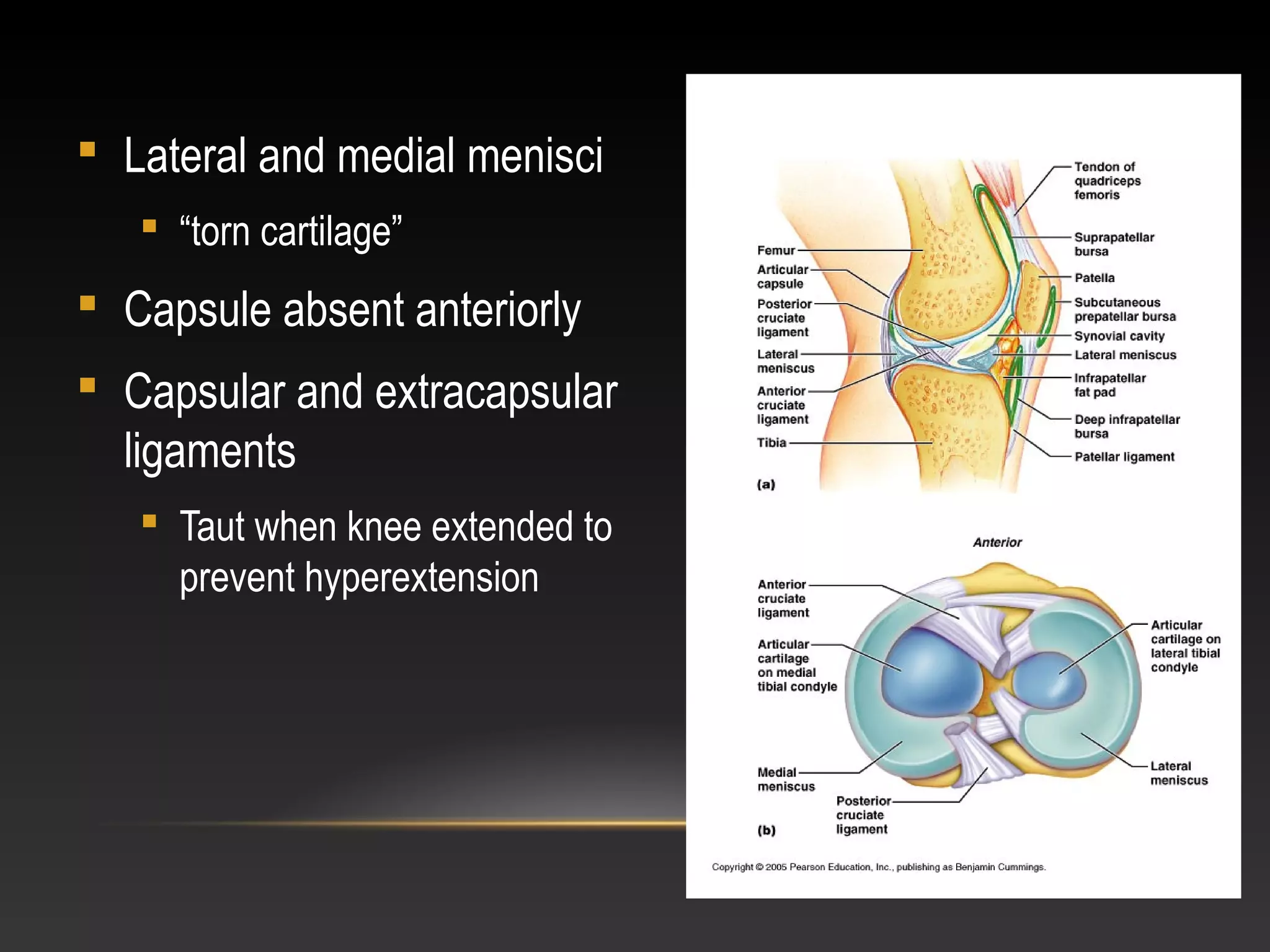  Lateral and medial menisci
 “torn cartilage”
 Capsule absent anteriorly
 Capsular and extracapsular
ligaments
 Taut when knee extended to
prevent hyperextension
 