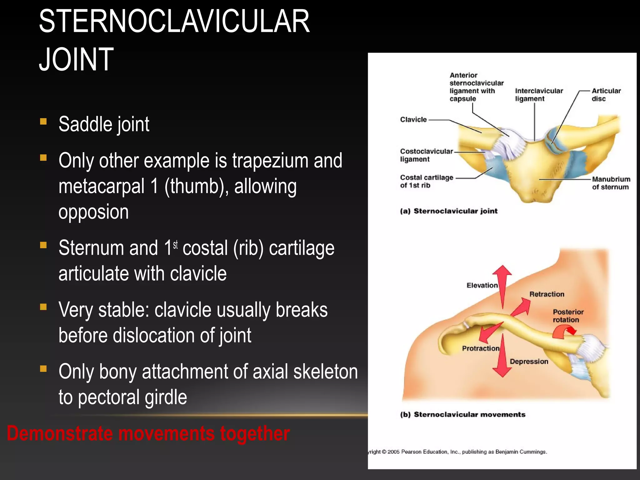 STERNOCLAVICULAR
JOINT
 Saddle joint
 Only other example is trapezium and
metacarpal 1 (thumb), allowing
opposion
 Sternum and 1st
costal (rib) cartilage
articulate with clavicle
 Very stable: clavicle usually breaks
before dislocation of joint
 Only bony attachment of axial skeleton
to pectoral girdle
Demonstrate movements together
 