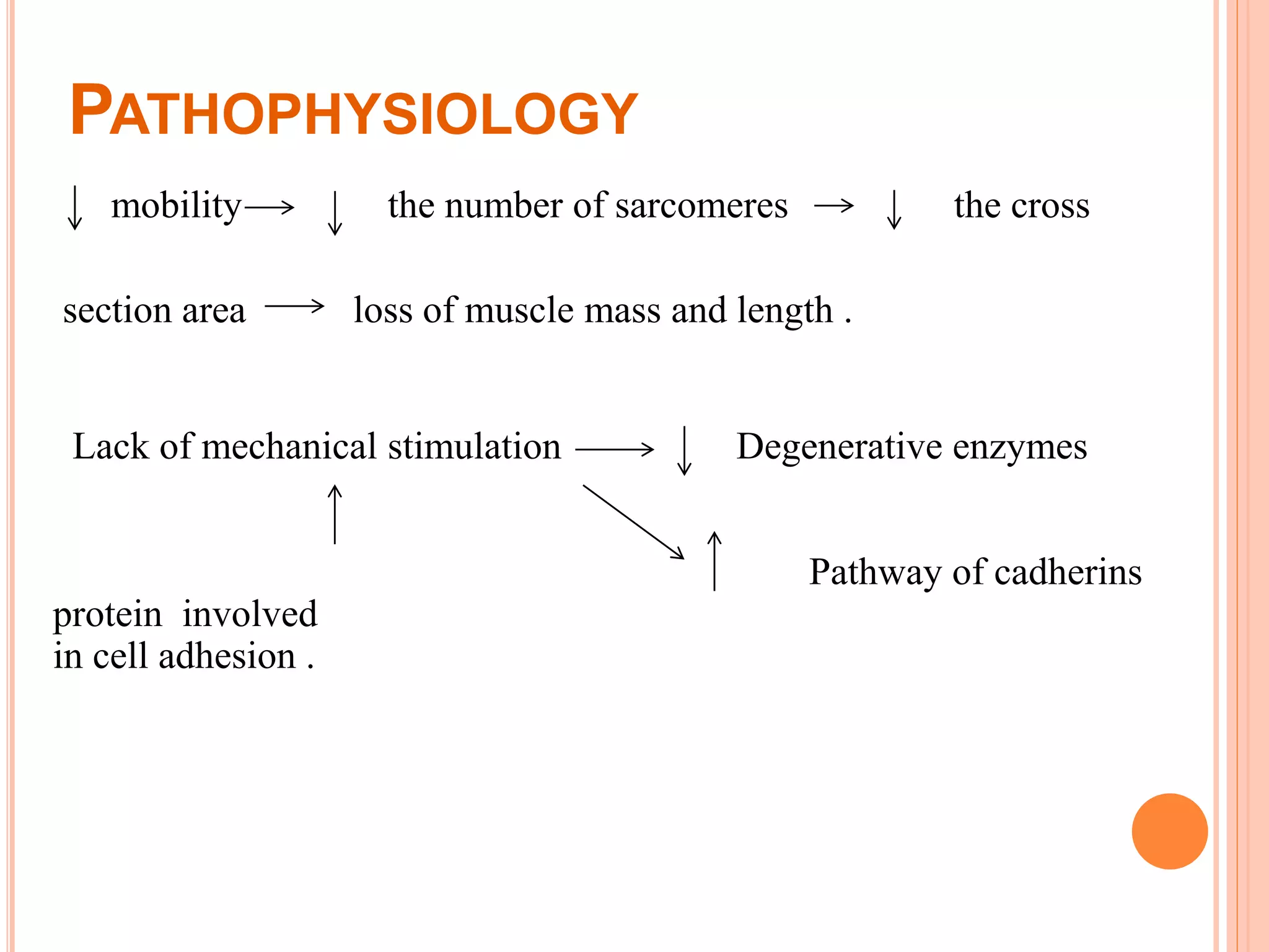 PATHOPHYSIOLOGY
mobility the number of sarcomeres the cross
section area loss of muscle mass and length .
Lack of mechanical stimulation Degenerative enzymes
Pathway of cadherins
protein involved
in cell adhesion .
 