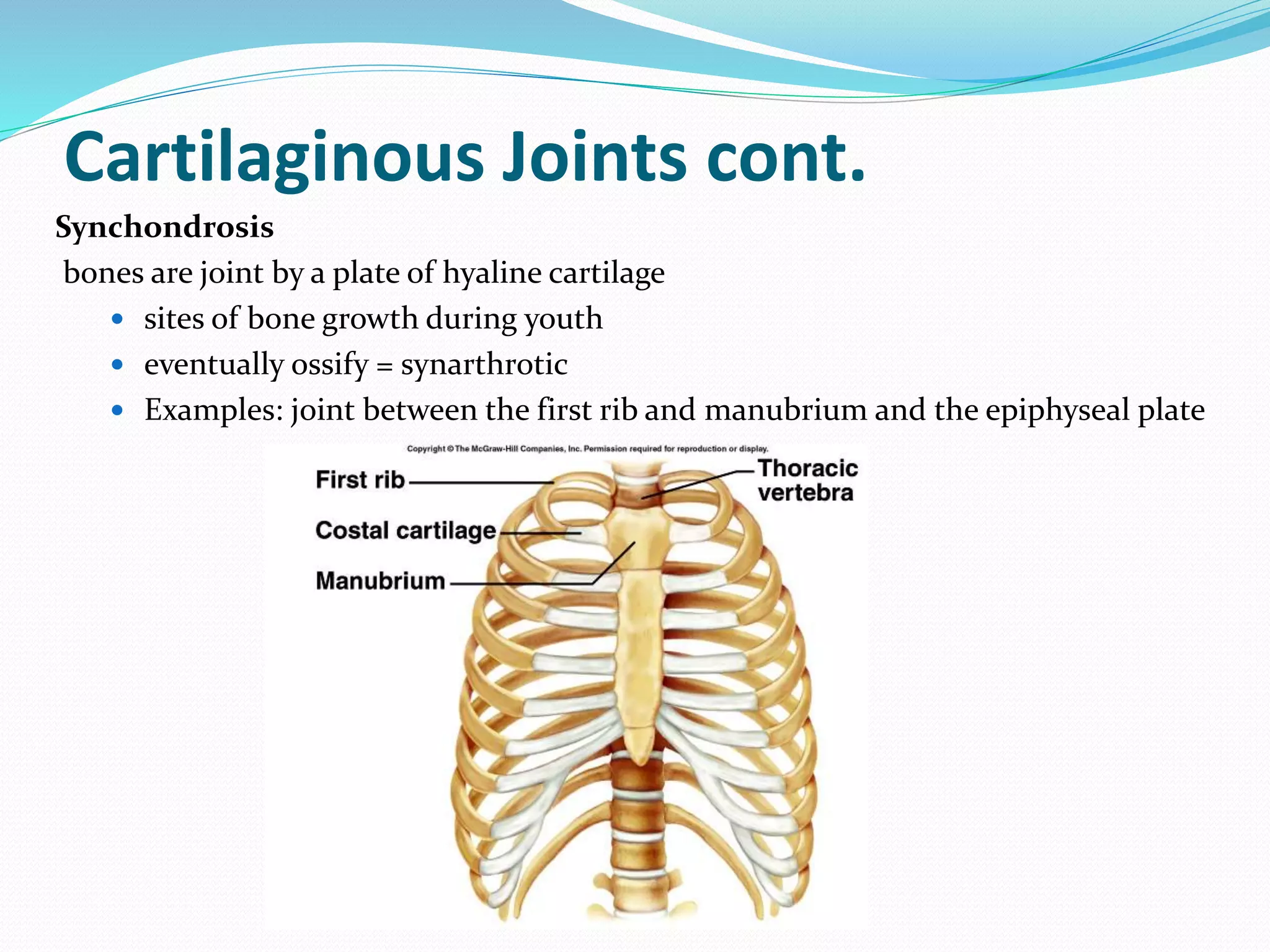 Cartilaginous Joints cont.
Synchondrosis
bones are joint by a plate of hyaline cartilage
 sites of bone growth during youth
 eventually ossify = synarthrotic
 Examples: joint between the first rib and manubrium and the epiphyseal plate
 