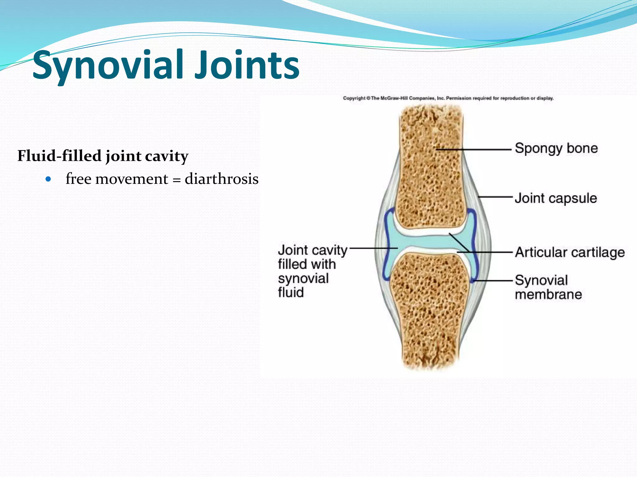 Synovial Joints
Fluid-filled joint cavity
 free movement = diarthrosis
 