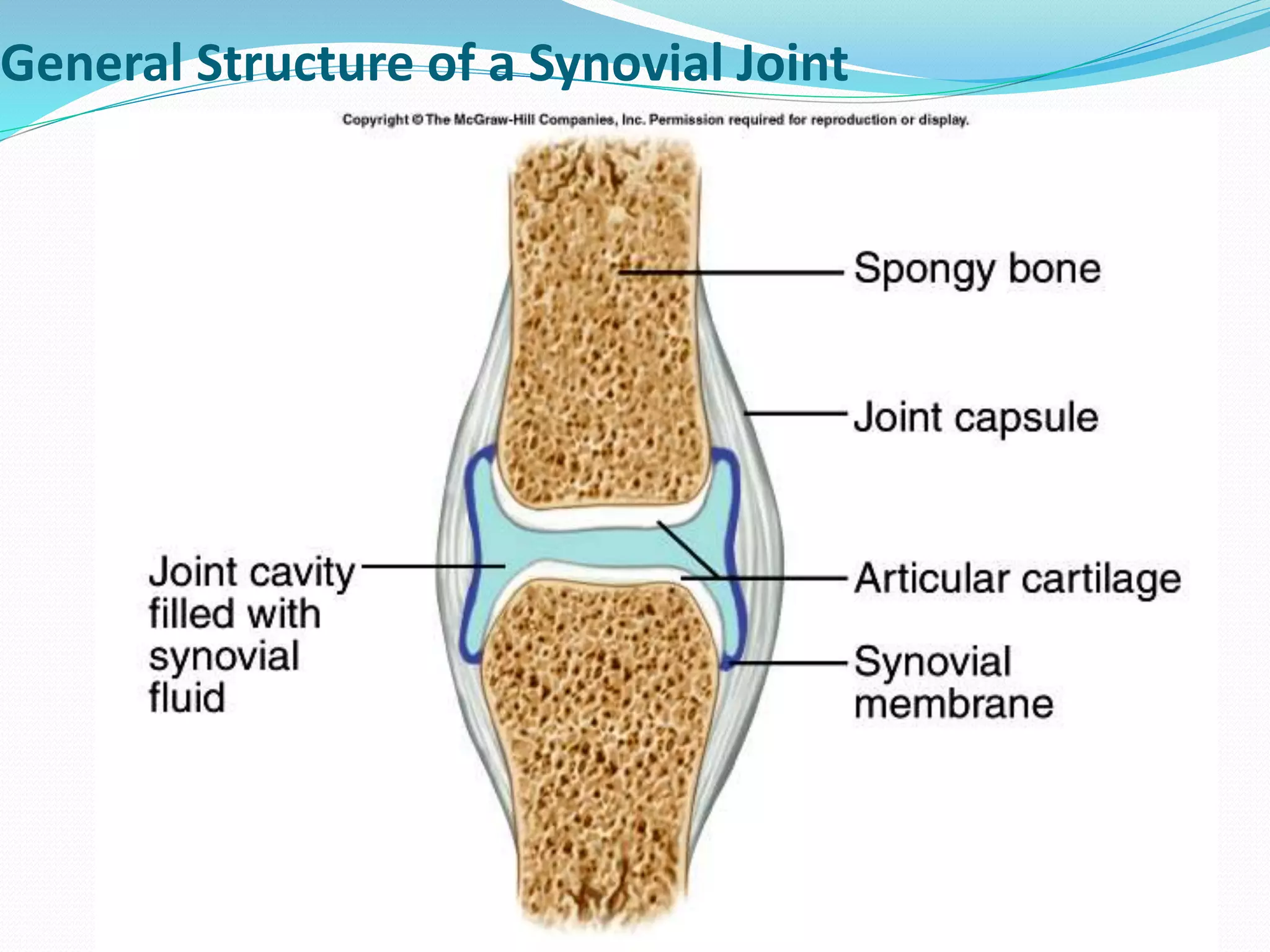 General Structure of a Synovial Joint
 