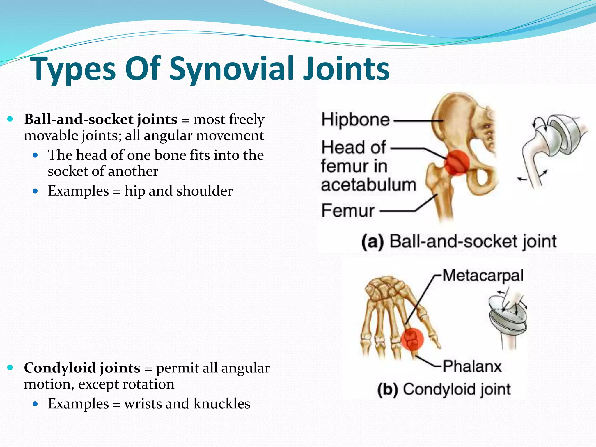Types Of Synovial Joints
 Ball-and-socket joints = most freely
movable joints; all angular movement
 The head of one bone fits into the
socket of another
 Examples = hip and shoulder
 Condyloid joints = permit all angular
motion, except rotation
 Examples = wrists and knuckles
 