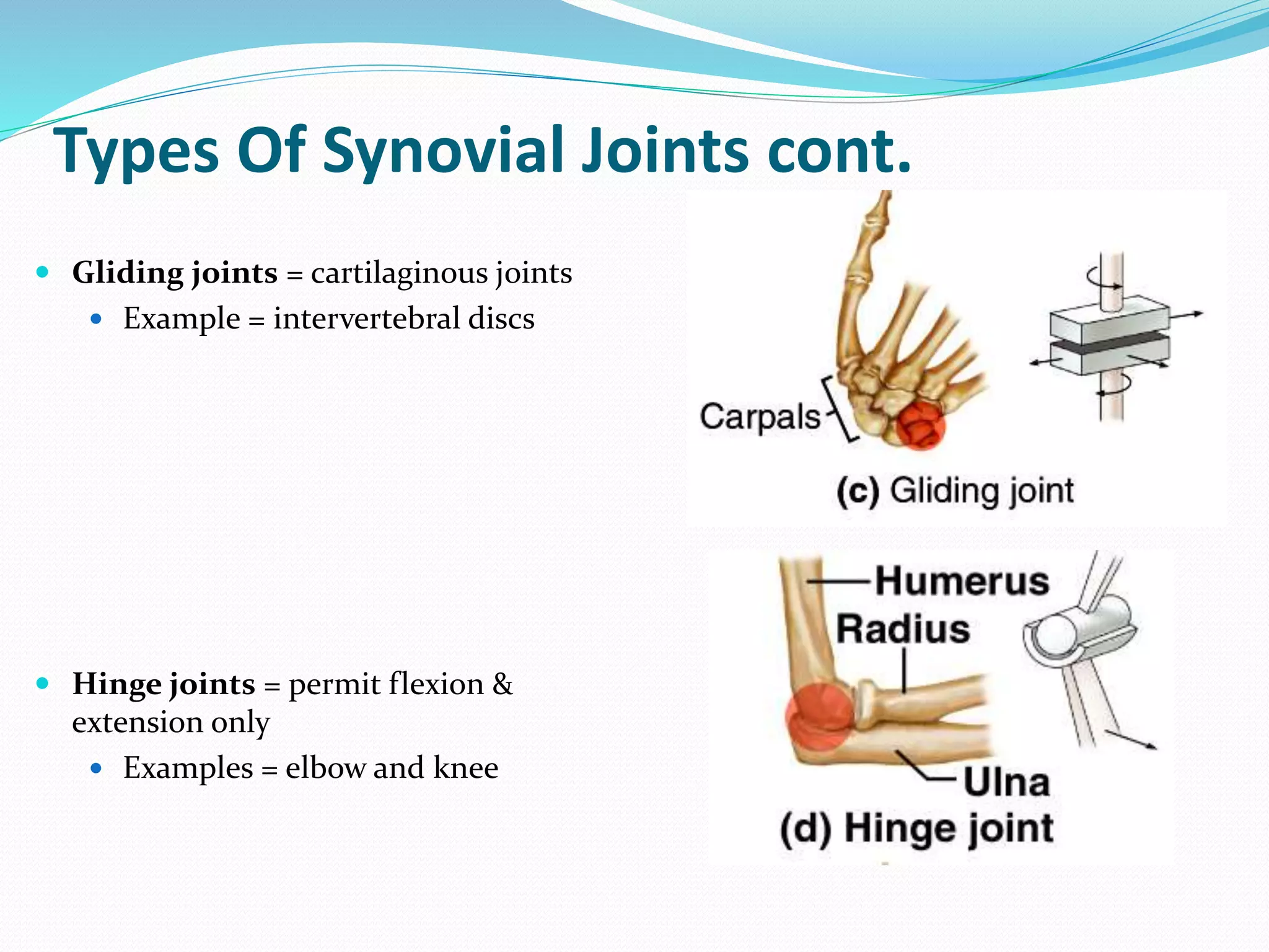 Types Of Synovial Joints cont.
 Gliding joints = cartilaginous joints
 Example = intervertebral discs
 Hinge joints = permit flexion &
extension only
 Examples = elbow and knee
 