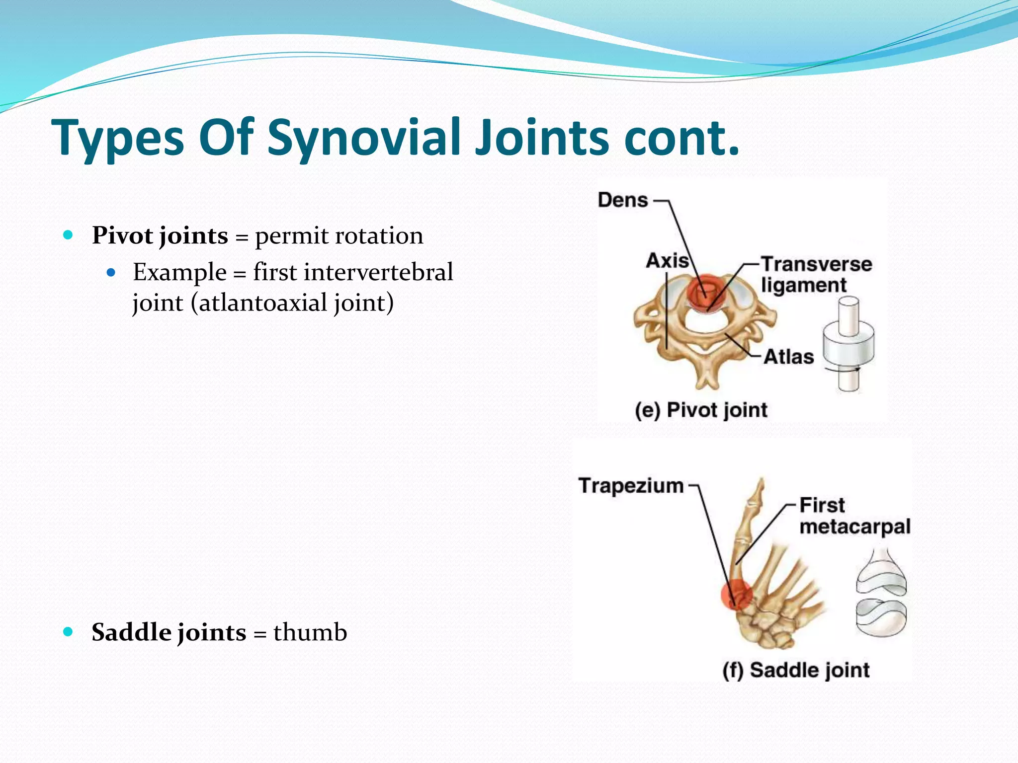 Types Of Synovial Joints cont.
 Pivot joints = permit rotation
 Example = first intervertebral
joint (atlantoaxial joint)
 Saddle joints = thumb
 
