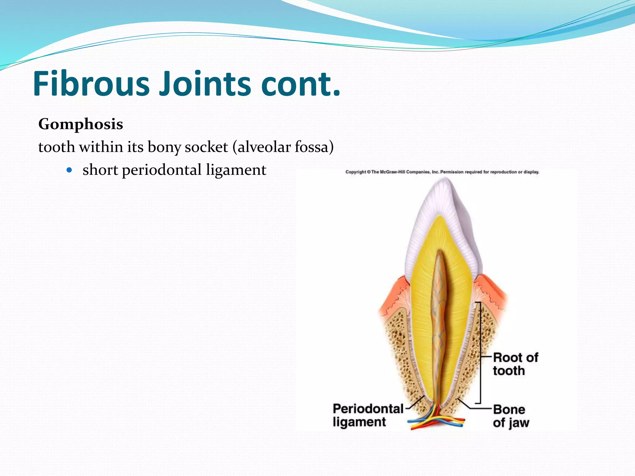 Fibrous Joints cont.
Gomphosis
tooth within its bony socket (alveolar fossa)
 short periodontal ligament
 