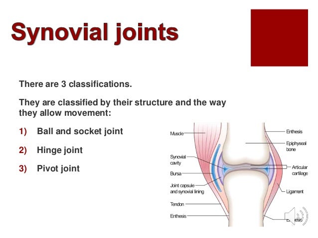 picture Synovial Joint Diagram Gcse Pe gcse pe revision joints