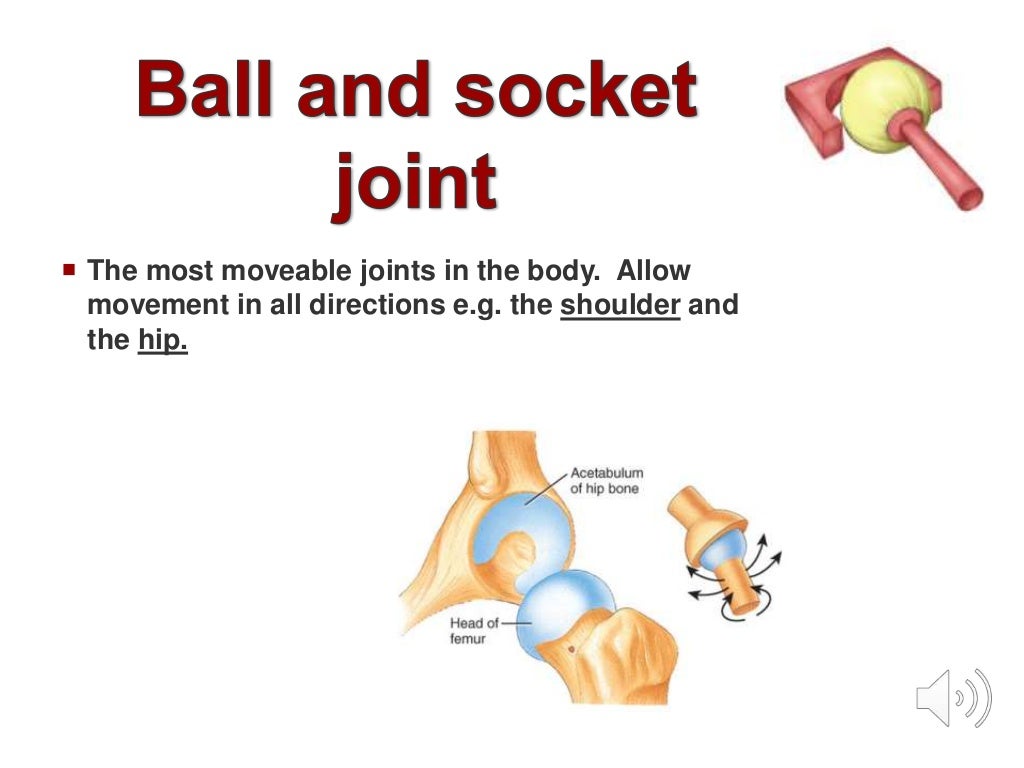 GCSE PE Revision Joints
