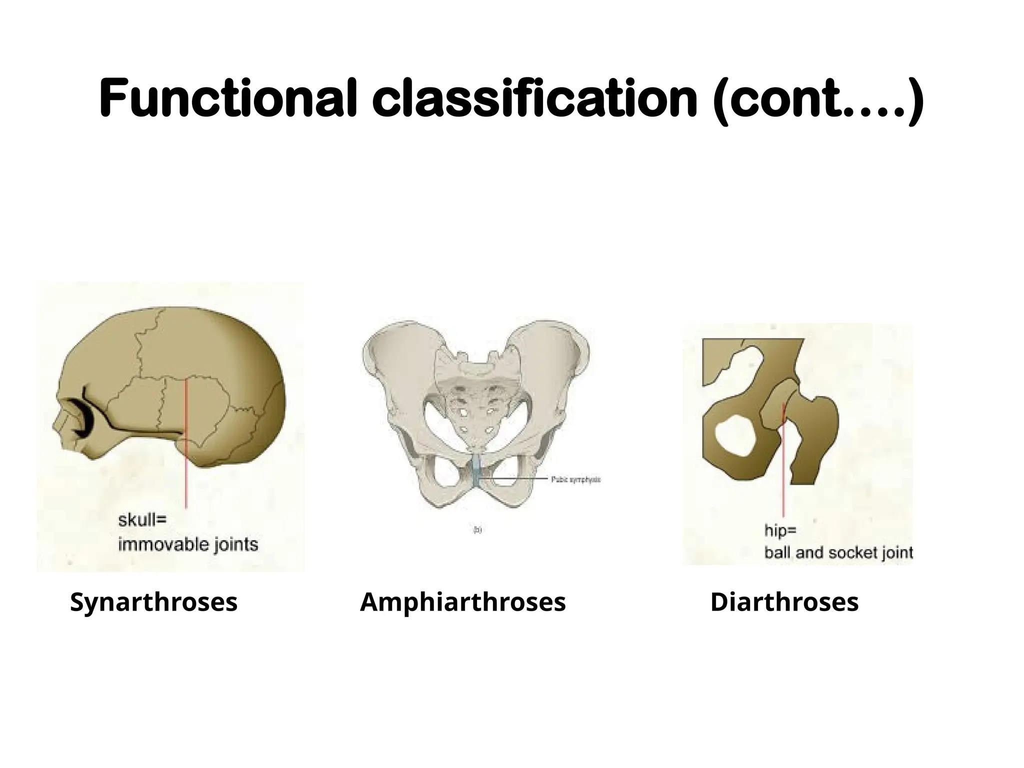 Functional classification (cont….)
Synarthroses Amphiarthroses Diarthroses
 