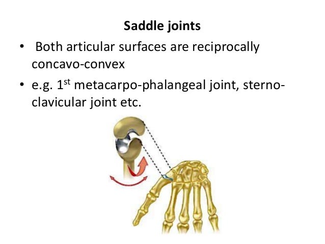 Joints and movements