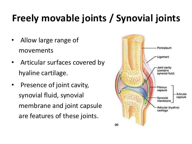 Joints And Movements