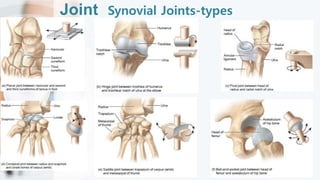 Joint Synovial Joints-types
 