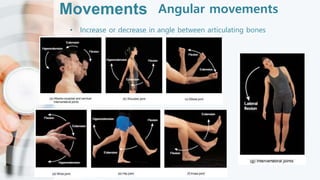 Movements Angular movements
• Increase or decrease in angle between articulating bones
 