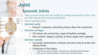 Joint
Synovial Joints
• Have synovial cavity and are united by a dense connective tissue of an
articular capsule and accessory ligament.
• Freely movable joints.
• Synovial cavity-
• Present in between articulating bones allow free movement
• Articular cartilage-
• The bones are covered by a layer of hyaline cartilage.
• Give smooth, slippery surfaces of bone, keeps them separate
• Articular capsule-
• Surrounds synovial joint, encloses synovial cavity & unites artic
ulating bones.
• Composed of two layers.
• Outer fibrous capsule- irregular connective tissue. (flexibility & tensile strength)
• Inner synovial membrane-areolar connective tissue with elastic fibers.
 