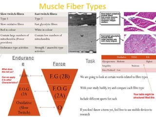 Joints, Movements & Muscles. | PPTX