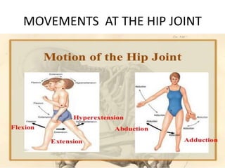 MOVEMENTS AT THE HIP JOINT
 