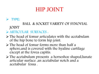 HIP JOINT
 TYPE:
BALL & SOCKET VARIETY OF SYNOVIAL
JOINT
 ARTICULAR SURFACES :
 The head of femur articulates with the acetabulam
of the hip bone to form hip joint.
 The head of femur forms more than half a
sphere,and is covered with the hyaline cartilage
except at the fovea capitis.
 The acetabulum presents a horseshoe shaped,lunate
articular surface ,an acetabular notch and a
acetabular fossa .
 
