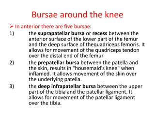 Bursae around the knee
 In anterior there are five bursae:
1) the suprapatellar bursa or recess between the
anterior surface of the lower part of the femur
and the deep surface of thequadriceps femoris. It
allows for movement of the quadriceps tendon
over the distal end of the femur
2) the prepatellar bursa between the patella and
the skin, results in "housemaid's knee" when
inflamed. It allows movement of the skin over
the underlying patella.
3) the deep infrapatellar bursa between the upper
part of the tibia and the patellar ligament. It
allows for movement of the patellar ligament
over the tibia.
 