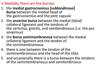 Medially, there are five bursae:
1. the medial gastrocnemius [subtendinous]
bursa between the medial head of
the gastrocnemius and the joint capsule
2. the anserine bursa between the medial (tibial)
collateral ligament and the tendons of
the sartorius, gracilis, and semitendinosus (i.e. the pes
anserinus)
3. the bursa semimembranosa between the medial
collateral ligament and the tendon of
the semimembranosus
4. there is one between the tendon of the
semimembranosus and the head of the tibia
5. and occasionally there is a bursa between the tendons
of the semimembranosus and semitendinosus
 