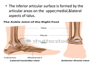 • The inferior articular surface is formed by the
articular areas on the upper,medial,&lateral
aspects of talus.
 