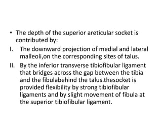 • The depth of the superior areticular socket is
contributed by:
I. The downward projection of medial and lateral
malleoli,on the corresponding sites of talus.
II. By the inferior transverse tibiofibular ligament
that bridges across the gap between the tibia
and the fibulabehind the talus.thesocket is
provided flexibility by strong tibiofibular
ligaments and by slight movement of fibula at
the superior tibiofibular ligament.
 