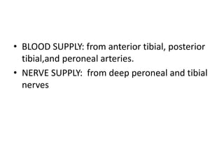 • BLOOD SUPPLY: from anterior tibial, posterior
tibial,and peroneal arteries.
• NERVE SUPPLY: from deep peroneal and tibial
nerves
 