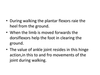 • During walking the plantar flexors raie the
heel from the ground.
• When the limb is moved forwards the
dorsiflexors help the foot in clearing the
ground.
• The value of ankle joint resides in this hinge
action,in this to and fro movements of the
joint during walking.
 