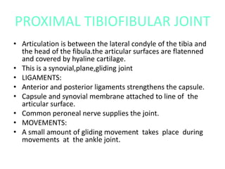 PROXIMAL TIBIOFIBULAR JOINT
• Articulation is between the lateral condyle of the tibia and
the head of the fibula.the articular surfaces are flatenned
and covered by hyaline cartilage.
• This is a synovial,plane,gliding joint
• LIGAMENTS:
• Anterior and posterior ligaments strengthens the capsule.
• Capsule and synovial membrane attached to line of the
articular surface.
• Common peroneal nerve supplies the joint.
• MOVEMENTS:
• A small amount of gliding movement takes place during
movements at the ankle joint.
 