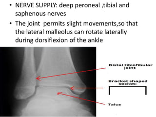 • NERVE SUPPLY: deep peroneal ,tibial and
saphenous nerves
• The joint permits slight movements,so that
the lateral malleolus can rotate laterally
during dorsiflexion of the ankle
 