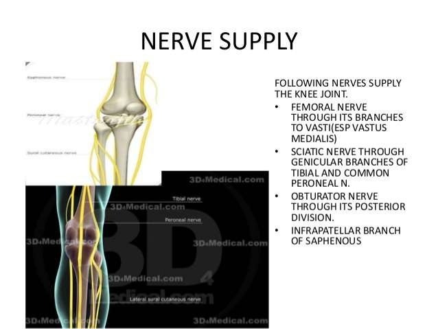Joints of lower limb