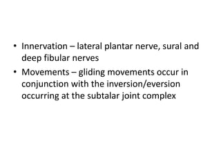 Joints of the foot.pptx Gross anatomy of the lower limb | PPT