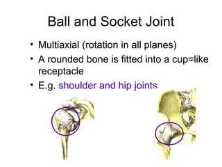 Ball Joint Rotation Joints of the human body | PPT