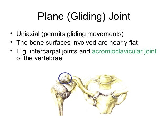 Joints of the human body