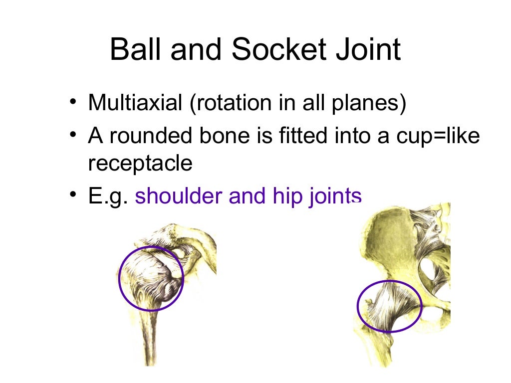 Joints of the human body