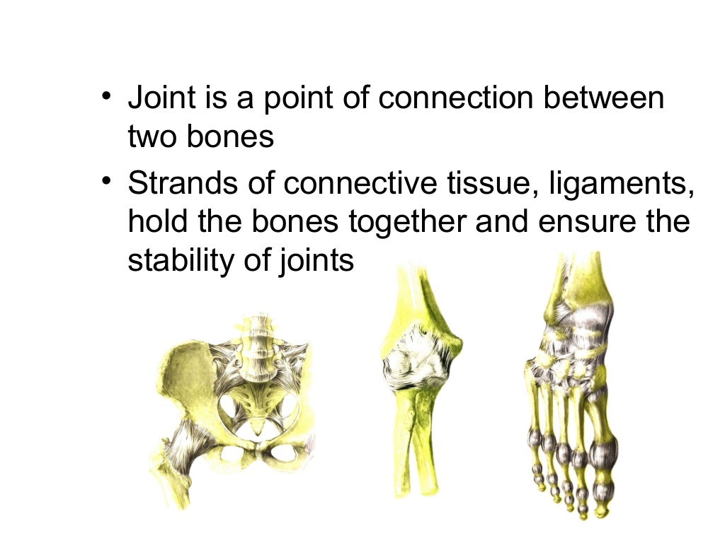 Joints Of The Human Body
