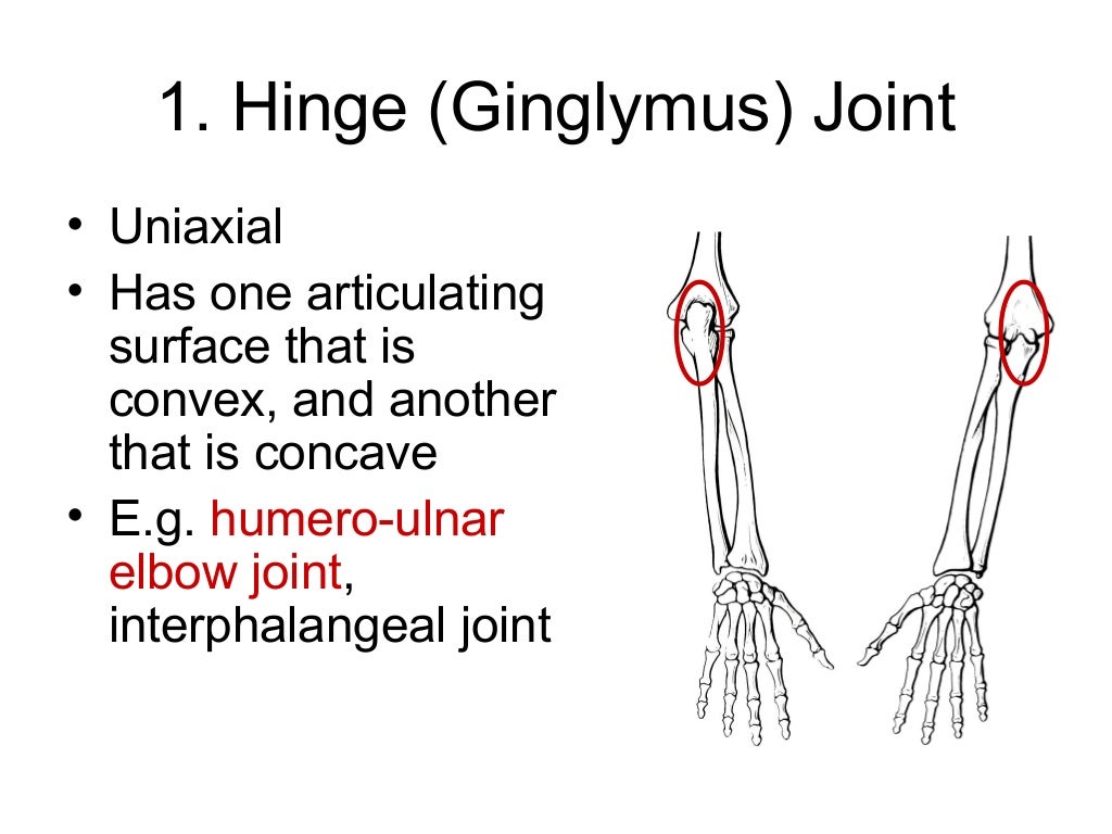 Joints of the human body