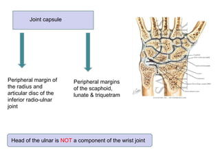 Joints of the limbs | PPT