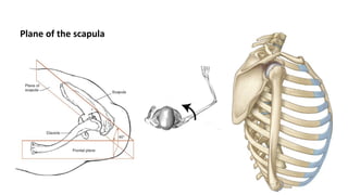 Joints of the upper limb.pdf