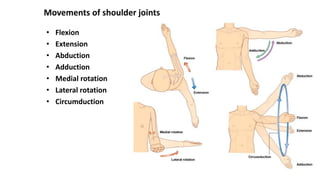 Joints of the upper limb.pdf