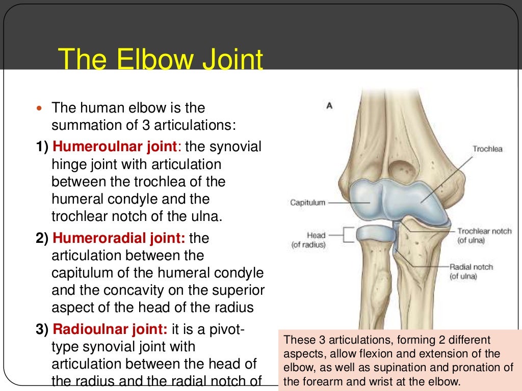 upper limb joints.