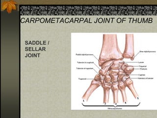 CARPOMETACARPAL JOINT OF THUMB
SADDLE /
SELLAR
JOINT
 