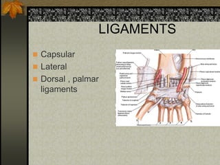 LIGAMENTS
 Capsular
 Lateral
 Dorsal , palmar
ligaments
 