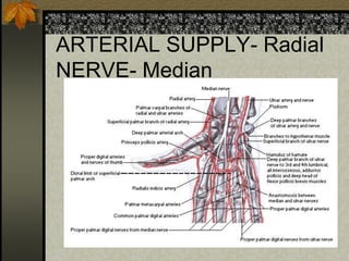 ARTERIAL SUPPLY- Radial
NERVE- Median
 