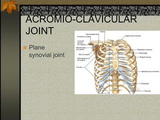 ACROMIO-CLAVICULAR
JOINT
 Plane
synovial joint
 