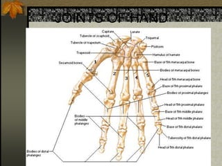 JOINTS OF HAND
 