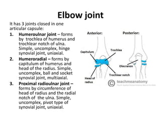 joints of upper limbs human anatomy best slides | PDF