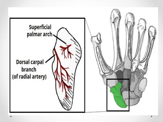 Joints of upper limbs 