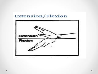 Joints of upper limbs 